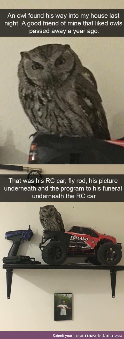 Never tell me the owls