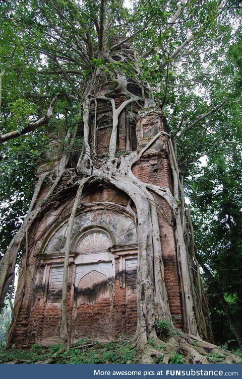 This tree grew around this building