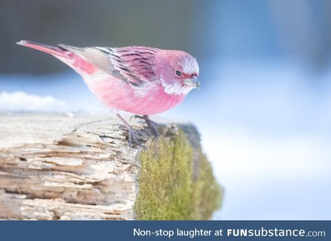 Rose finch