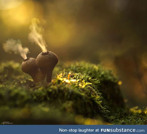 The Mystical World of Mushrooms