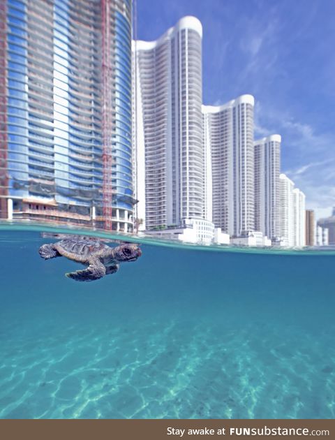 Baby sea turtle's first swim as it just hatched on this populated beach in Miami