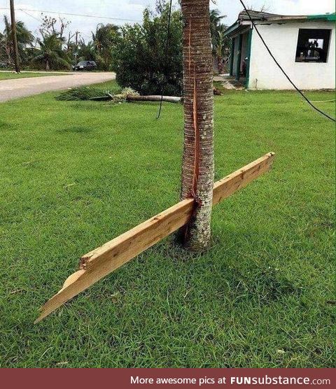 Unlucky tree after a hurricane