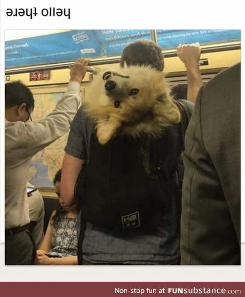 General doggobi