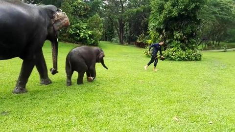 Baby elephant imitate man sliding in the rain