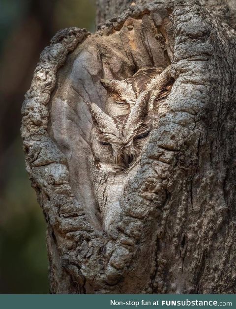 Outstanding camouflage of two scope owls