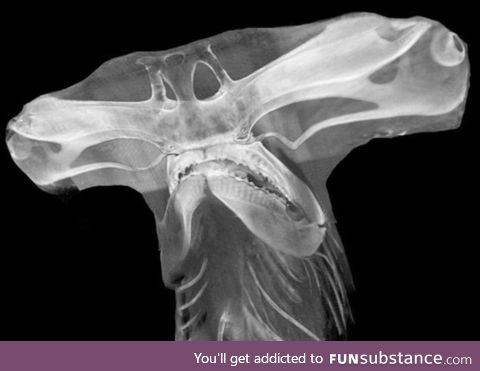 X-ray of a Hammerhead shark