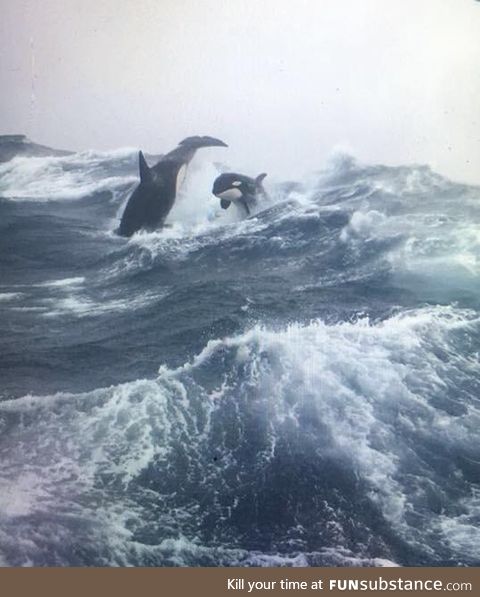 Killer whales on the sea