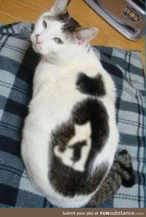 Catception