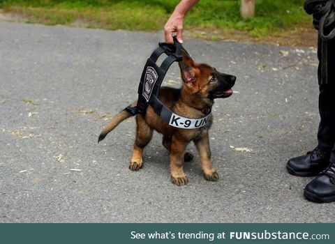 Boston police K-9 tries on his vest that he will grow into