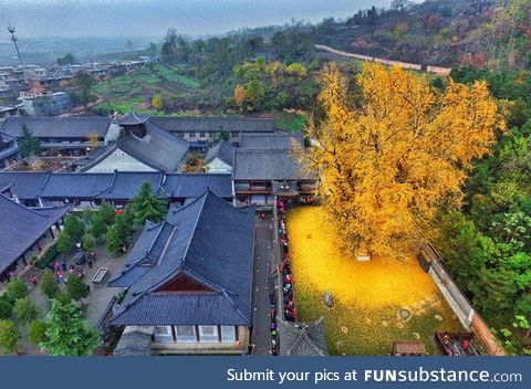 This 1400 year gingko tree in China sheds golden leaves during fall