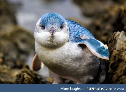 Beautiful blue pengwing