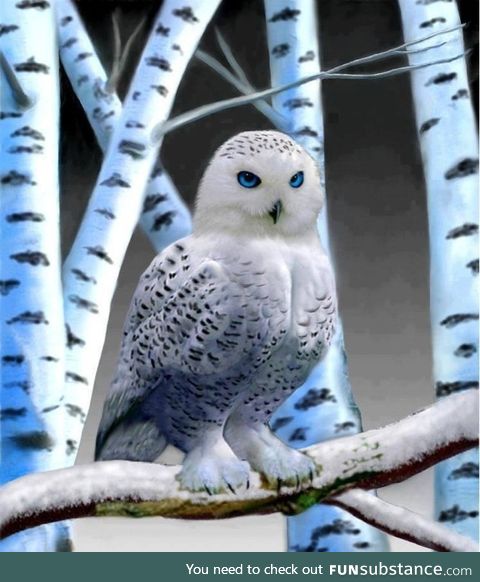 Beautiful snow owl