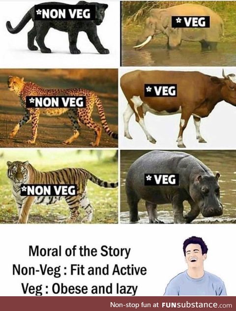 Non-vegan vs vegan