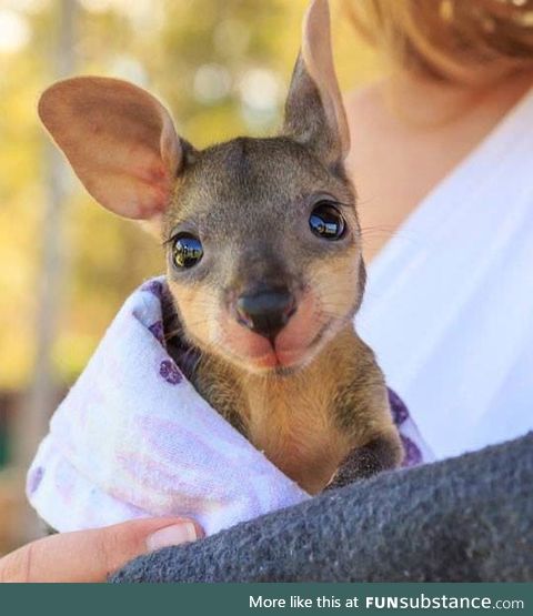 Joey, the baby wallaby