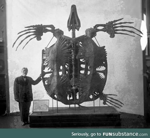 Giant extinct sea turtle called an Archelon