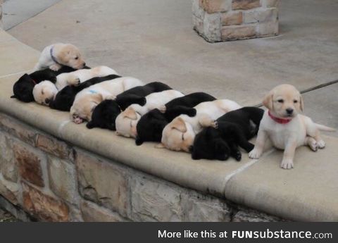 2 puppys: "did.. did we ruin your photo hooman?"