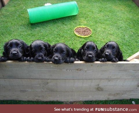 when they all want to be cuddled <3
