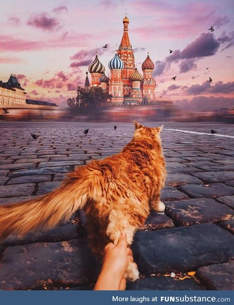 Cat in Moscow