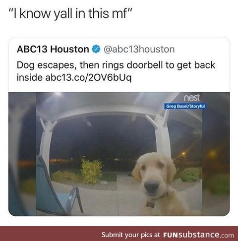 Dog escapes then rings bell