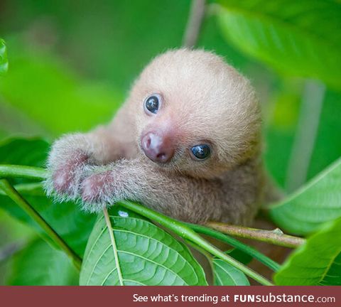 baby sloth <3