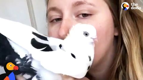Plum the Fancy Pigeon