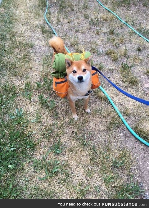 Adventure shibe reporting for duty