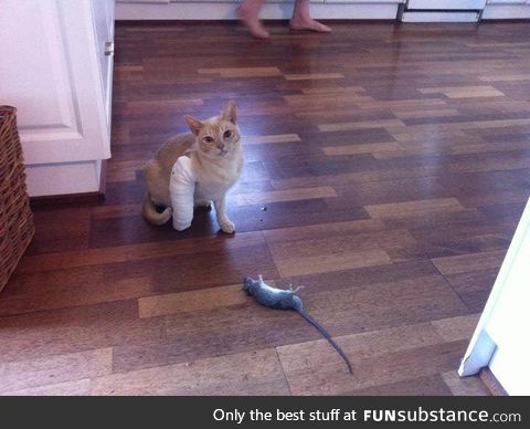 "I catch a rat half an hour after I wake up from sedation (wearing a cast)"
