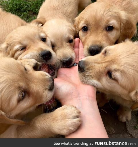OM..NOM..NOM..NOM!