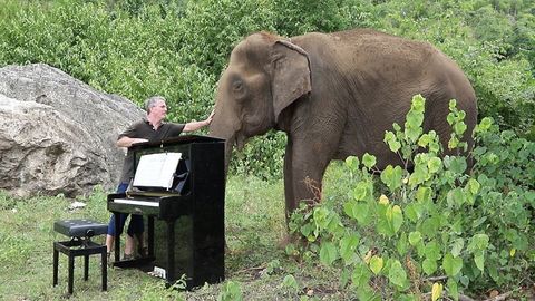 Man plays 'clair de lune' on the piano for an 80 year old elephant