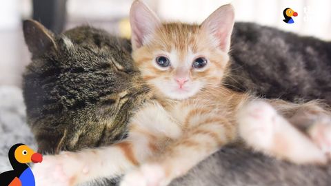 A grumpy cat loves being a grandpa cat (FeelgoodsSubstance)