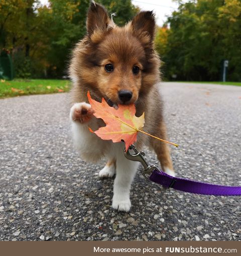 "i take this with me home, okay.. hooman?"