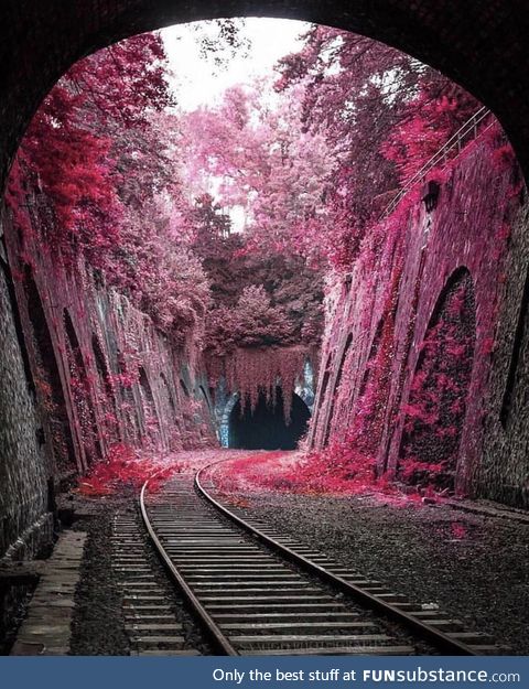 Tunnel of pink