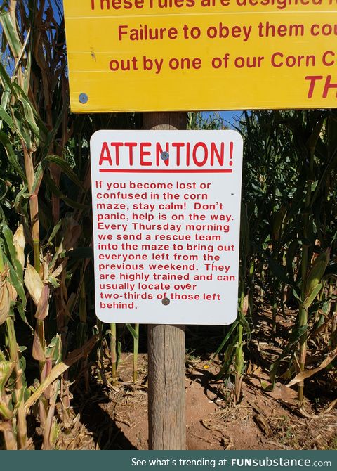 At a corn maze