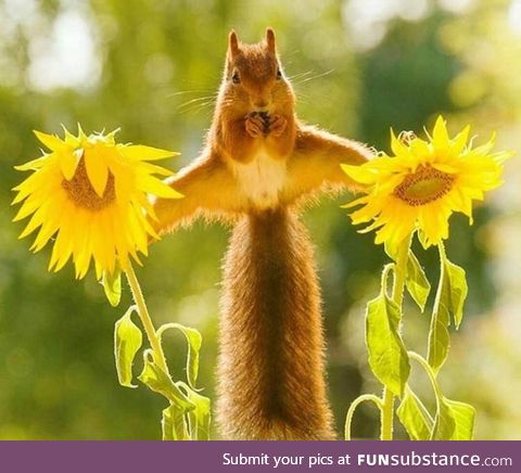 This adorable squirrel casually balancing on two sunflowers