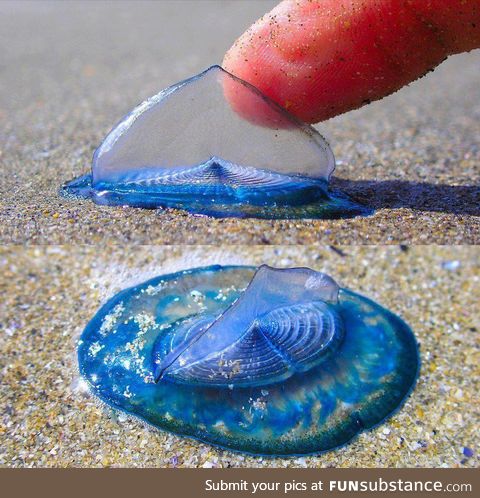velella, a small free floating hydrozoan. the only known species in genus.