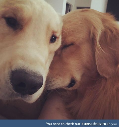 lots of cuddles from good boys :)