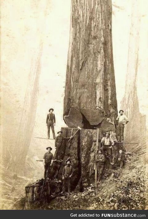 Loggers in 1880