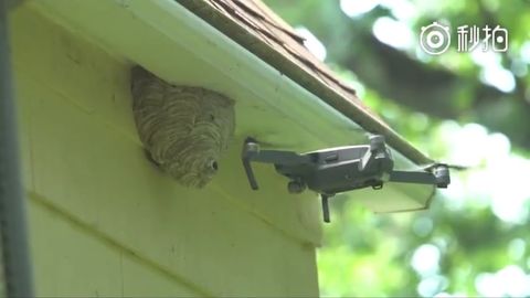 Wasp hive VS drone