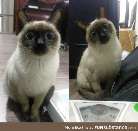 "hooman..? i think i found the catnip you did hide.."