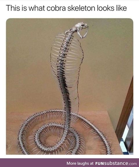 Cobra skeleton