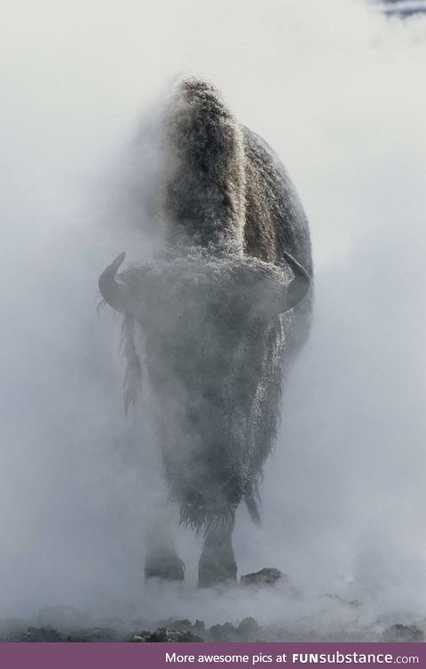 Bison in Yellowstone