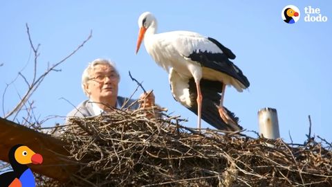 The Little One (Man and rescued stork wait every year for her mate to return home safely)