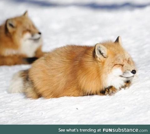 cute fox.. anyone?