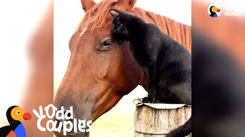 Cat rides his favourite horse every day (Feelgoodsubstance)