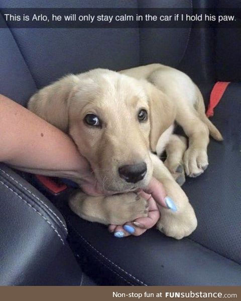 doggy needs comforting :3