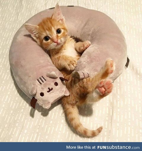 when you snuggle into your new pillow :)..