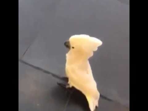 What type of dog is this?