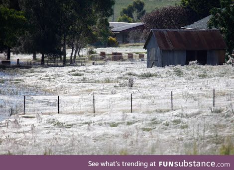 It's not snow, but rather the spider season in Australia