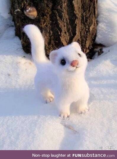 God of cuteness, little white weasel!