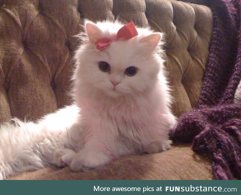 she's ready for her date with mr kitten :3..